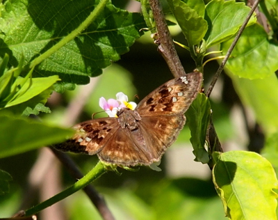 [The butterfly is perched on a flower with its wings open flat. The wings are brown with little color variation on the lower wings. The upper wings have multiple dark brown spots and grey spots on the tan-brown background.]